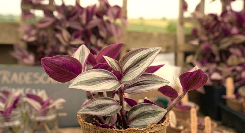 Rooted tradescantia zebrina - 5,
