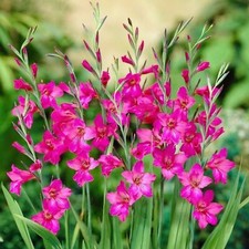 GLADIOLI BYZANTINUS