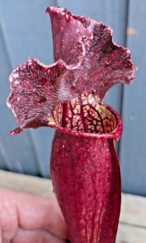 Sarracenia mitchelliana - sarracenia,