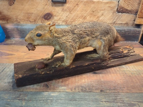 Vintage taxidermy squirrel - taxidermy, on