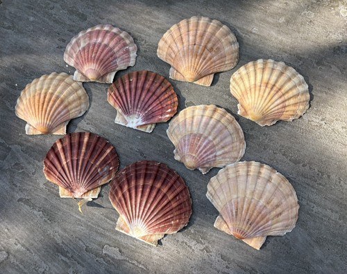 Natural king sea scallop - king,