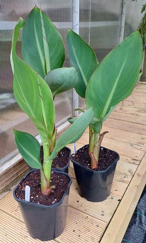 Canna lesotho lil - lesotho, rooted