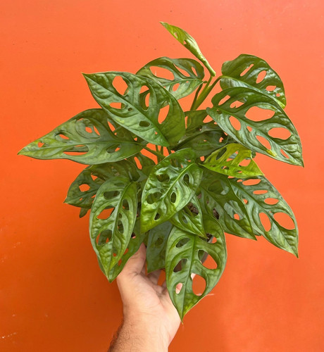 Monstera adansonii swiss - monstera,