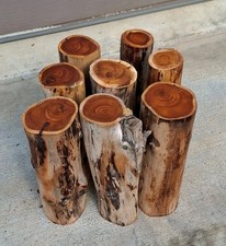 8 Pacific Yew Rounds! Nice Colors/Grain! ? Salvaged Rare Wood!  (L925)