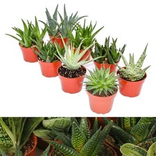 Aloe Vera Plant Mix - 6 Plants