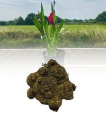 1-10 ZANTEDESCHIA PINK GIANT (ARUM) LILY BULBS SIZE 20/22 SUMMER PERENNIAL