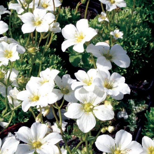 Saxifraga collection 3 - saxifraga,