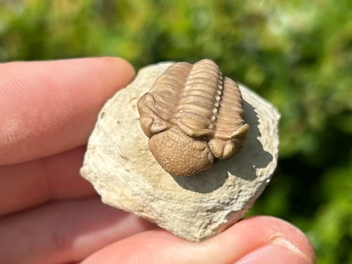 Superb fossil trilobite - superb,