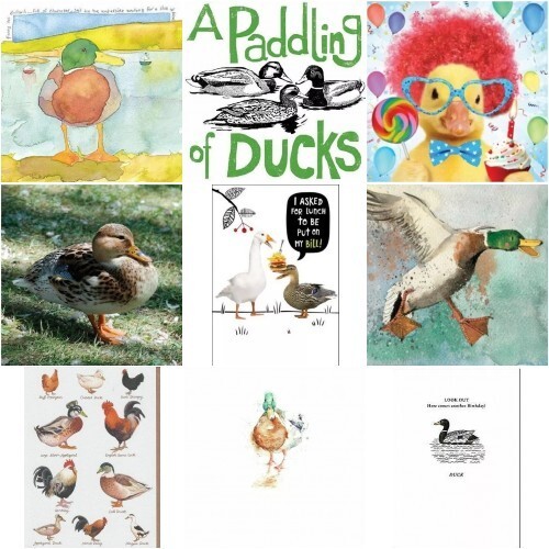 Duck duckling card - duck,