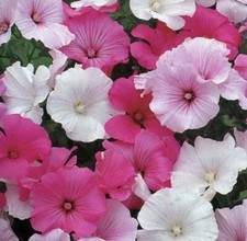 50 х LAVATERA TRIMESTRIS - ROSE MALLOW MIXED SEEDS Pink White