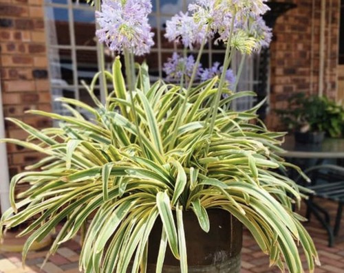 New agapanthus zambezi great - new,