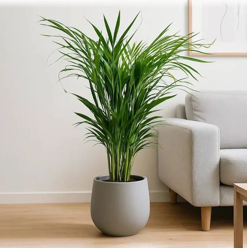 Dypsis lutescens areca - dypsis,