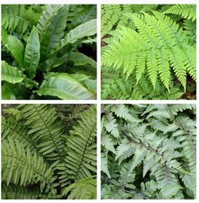 4 x Fern Plant Mix in 9cm Pots - Ready to Plant Outdoor Ferns - Mixed Varieties