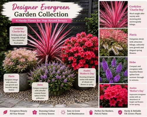 Designer evergreen garden - evergreen,