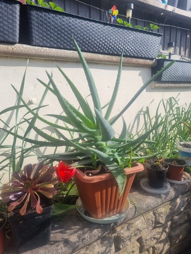 Aloe vera large plant - large,