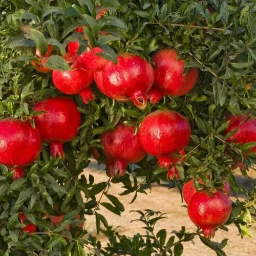 Large hardy pomegranate rare - large,