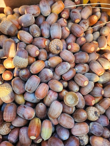 Pounds black oak acorns for - pounds,