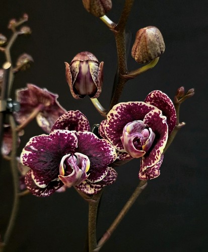 Rare phalaenopsis black - rare,