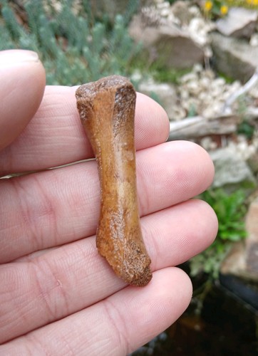 Fossil cave bear limb - limb, bone