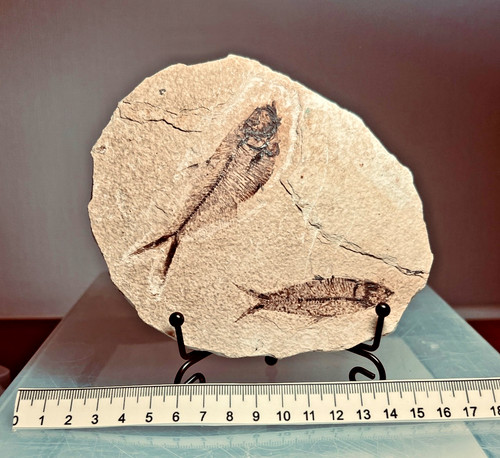 Knightia and diplomystus - knightia,