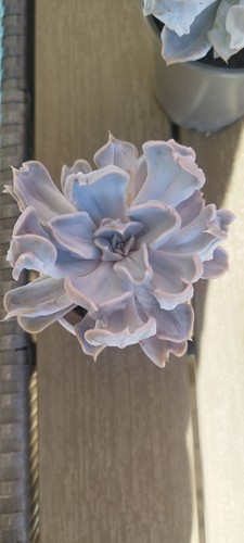 Echeveria thriller pearl real - echeveria,