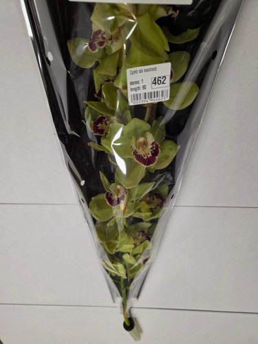 Farm fresh orchid - farm, orchid/cymbidium