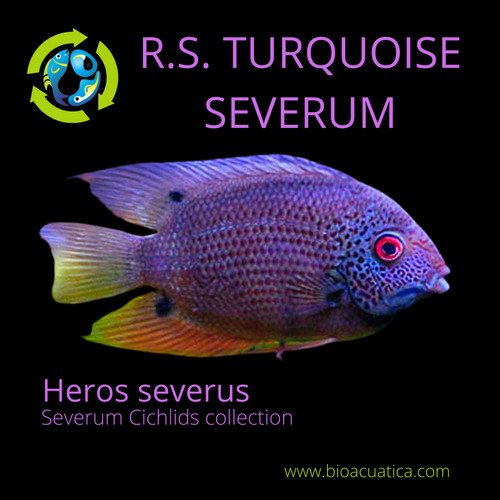 Red spotted turquoise severum - spotted,