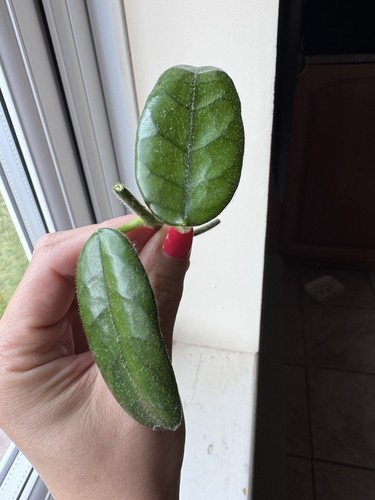 Hoya globulosa villosa single - globulosa,