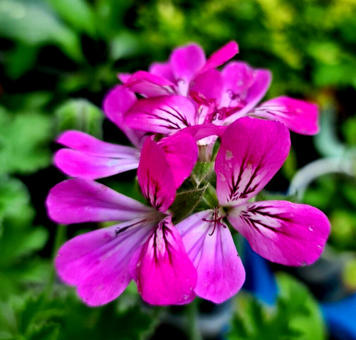Pink capitatum pelargonium - capitatum,,