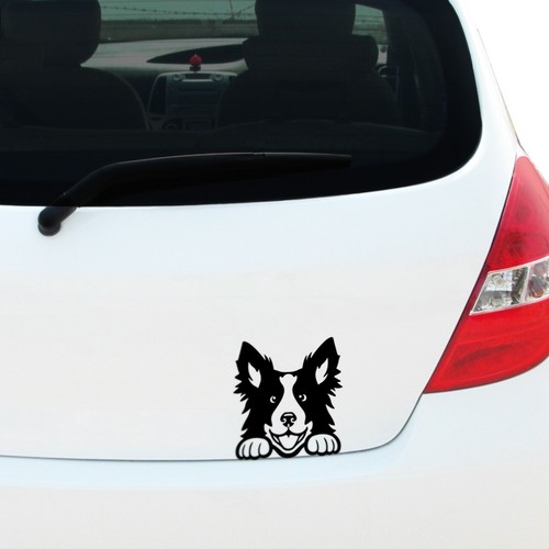 Peeking border collie - collie, decal