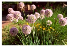 20 Allium Pink Ostrowskianum Spring Flowering Bulbs Garden OREOPHILUM Lily Plant