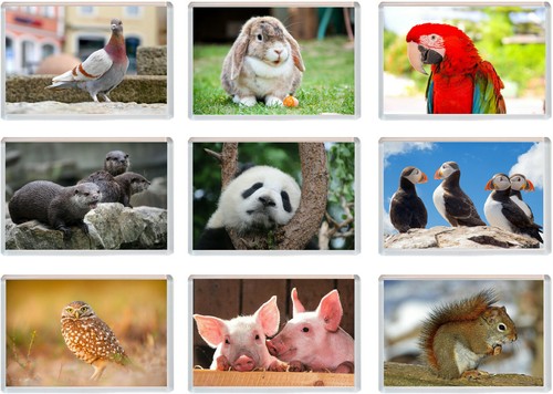 Various animals x - animals, (n-z)