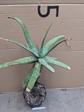 Aloe khamiesensis, Cactus Succulent Cactus