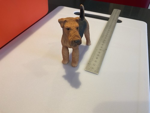 Airedale/Welsh/Lakeland