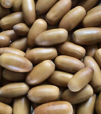 50 Oven Dried English Oak Acorns, Craft, Weddings, Decorations