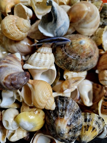 600g natural sea shells for - 600g,