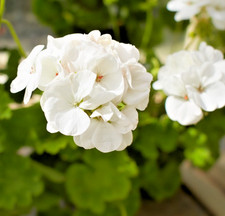 10x Geranium Horizon F1 White