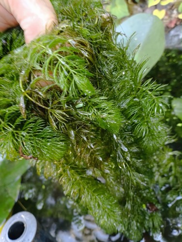 Strands hornwort - strands,