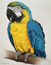 Colorful Macaw Parrot Portrait