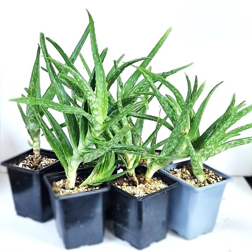 Aloe vera medicinal - aloe,