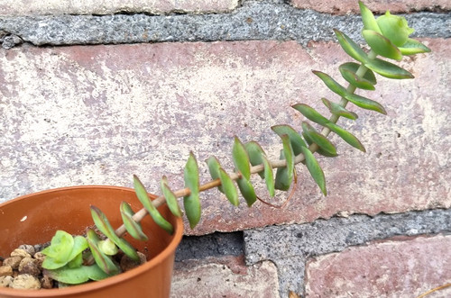 Succulent crassula perforata - crassula,