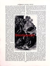 Galapagos Giant Tortoise