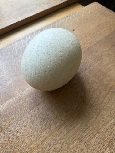 Ostrich egg large unpainted - ostrich,