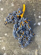 Trachycarpus wagnerianus Seeds