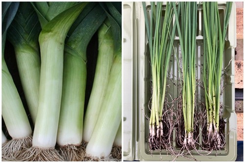 Leek bare root plants - bare,