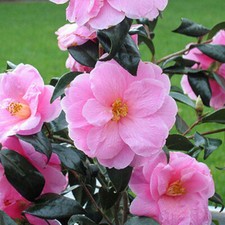 1 X CAMELLIA WILLIAMSII 'DONATION' BUSHY EVERGREEN SHRUB HARDY PLANT IN POT