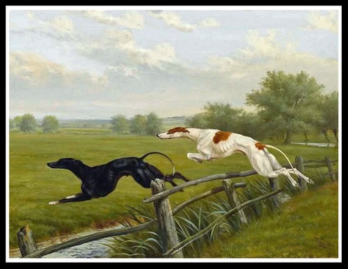 Greyhound coursing dogs lovely - dogs,