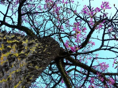 Ceiba pentandra seeds - pentandra, kapok