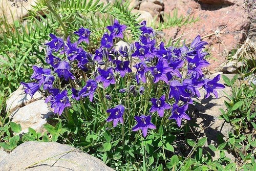 Campanula saxifraga seeds - saxifraga, 20