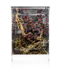 Swell Reptiles Acrylic